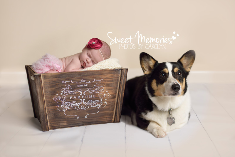 Bucks County Doylestown PA Newborn Photographer | newborn with corgi dog 