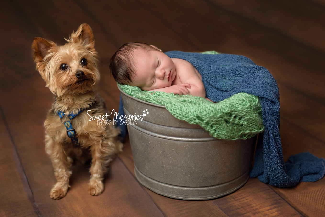 newborn boy in bucket with dog